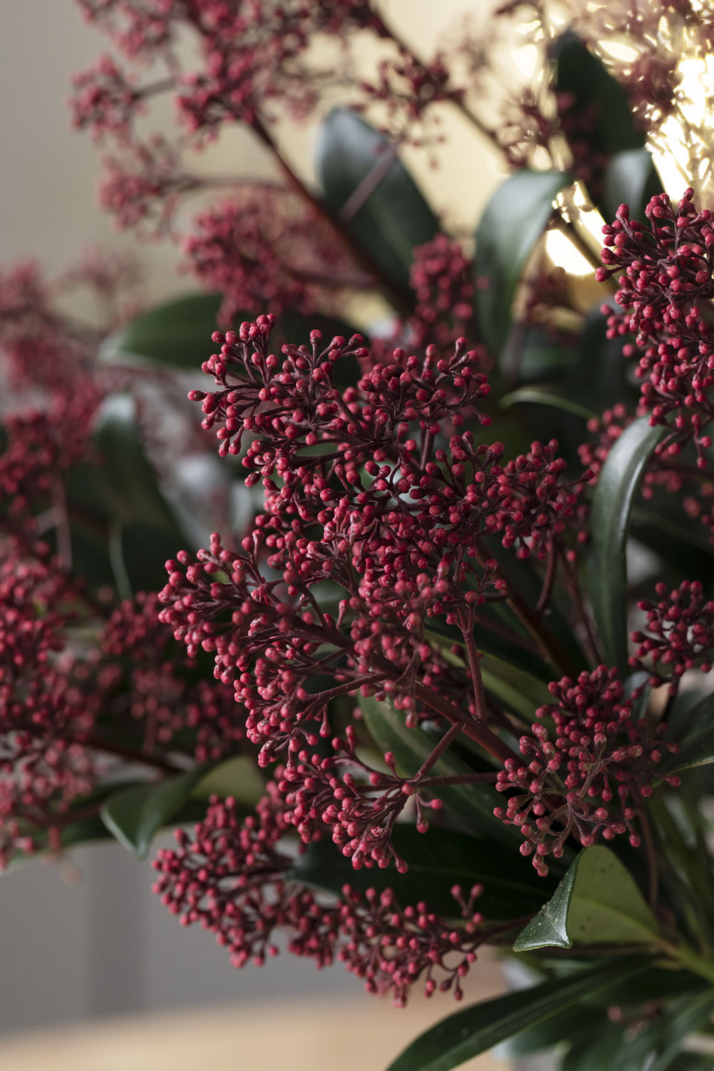 Skimmia